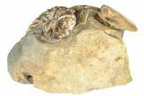 Two Fossil Ammonites (Sphenodiscus & Discoscaphites) - South Dakota #189355-3